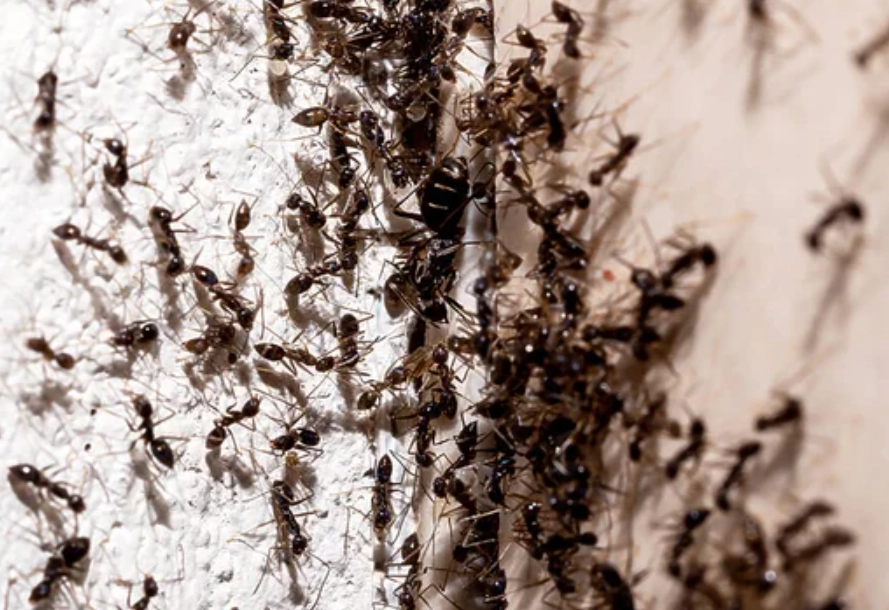 夢見螞蟻在牆上 解析