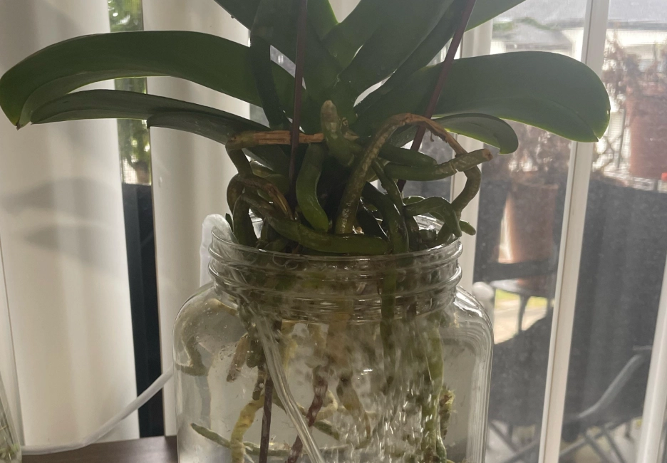 蝴蝶蘭 水培 方法 蝴蝶蘭 水培 方法