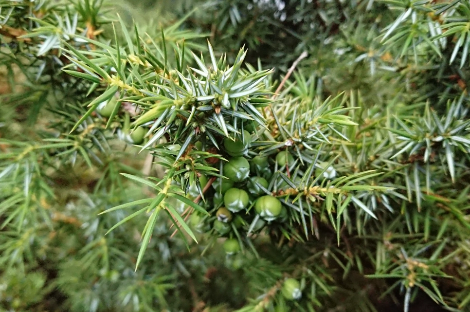 刺柏病虫害防治