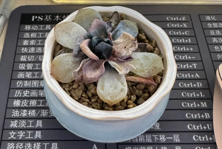 植物養護技巧 植物養護技巧