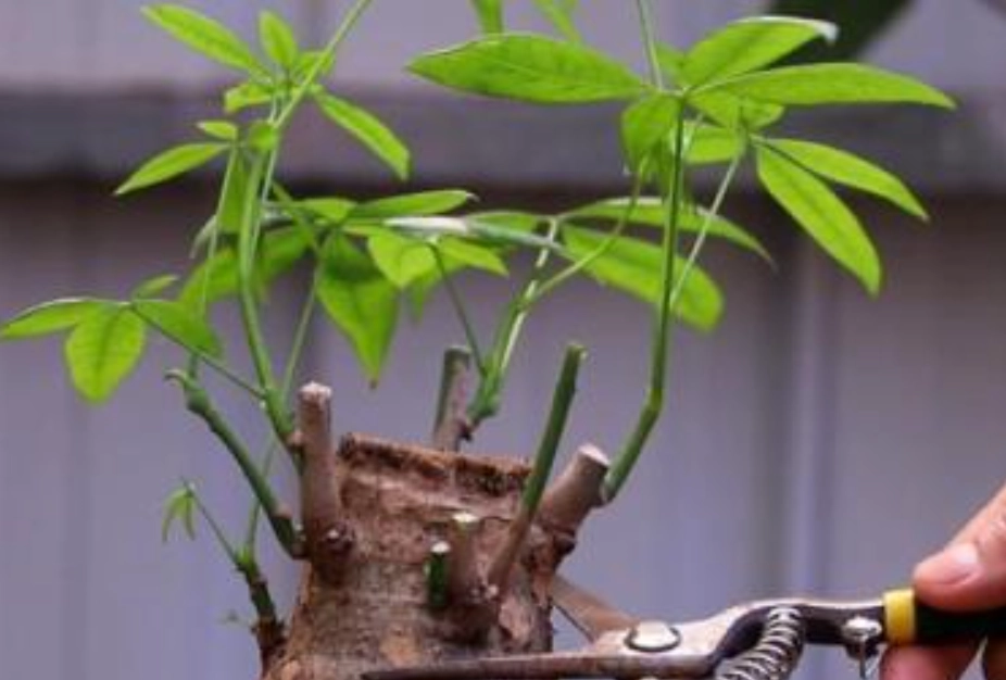 發財樹修剪時間