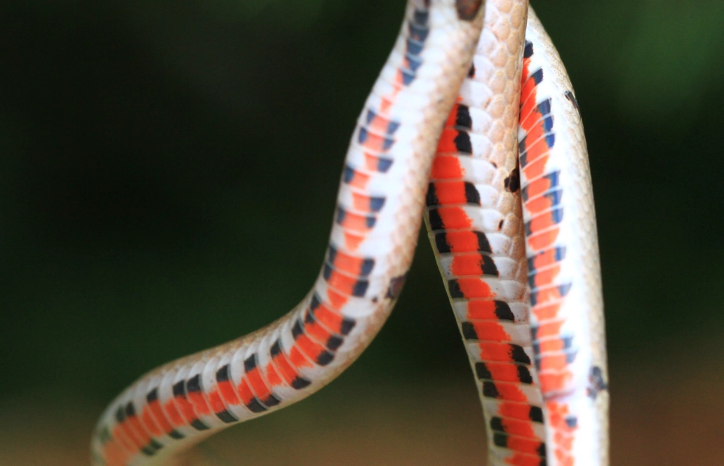 夢見紅白蛇 意思