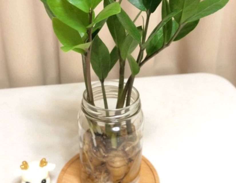 金錢樹養護技巧 金錢樹養護技巧