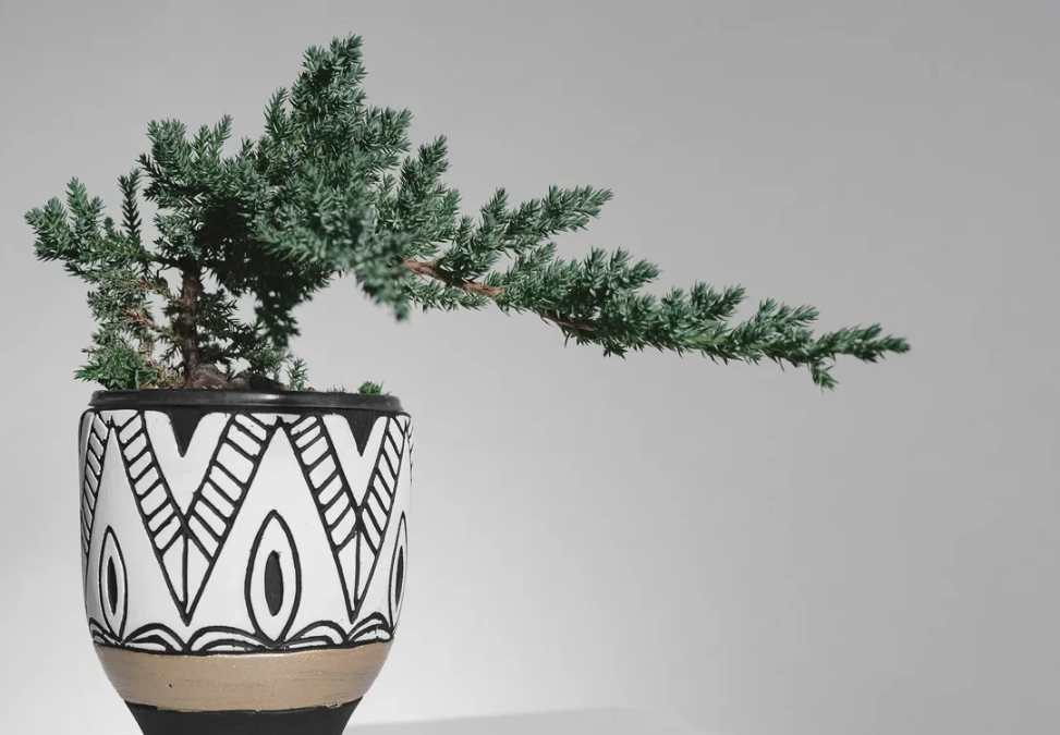 真柏挑選 真柏挑選