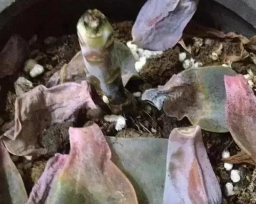 多肉爛葉處理 多肉爛葉處理