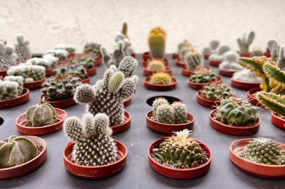 耐旱植物 耐旱植物