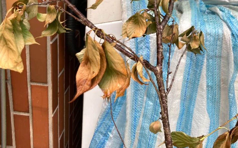 植物枯萎急救 植物枯萎急救