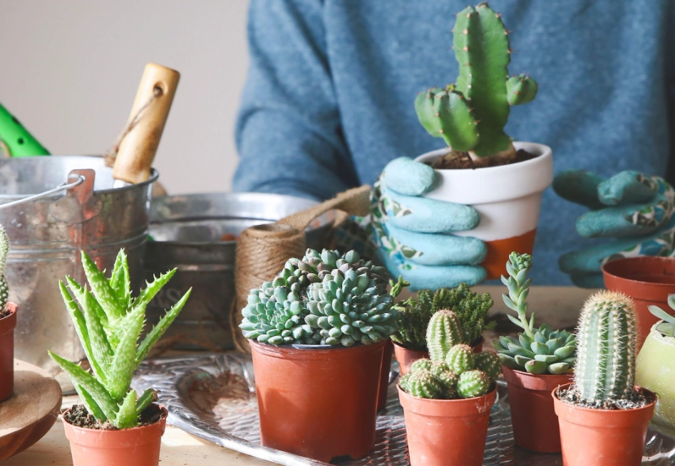 多肉植物施肥時間