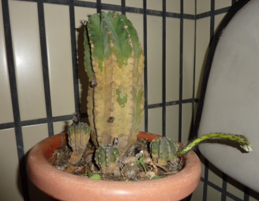 仙人掌枯黃原因 仙人掌枯黃原因