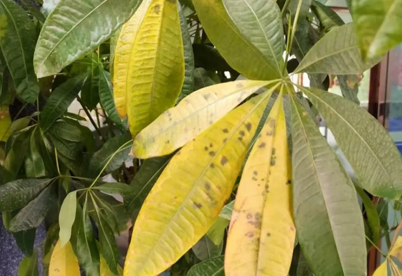 金錢樹養護 金錢樹養護