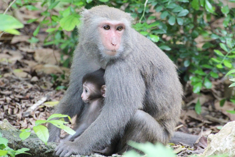 夢見猴子心理學 夢見猴子心理學