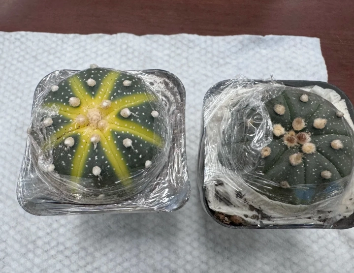 多肉植物黃化處理 多肉植物黃化處理