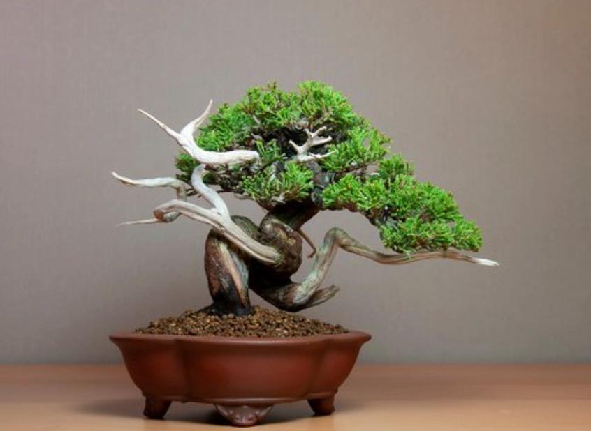 真柏盆景如何挑 真柏盆景如何挑