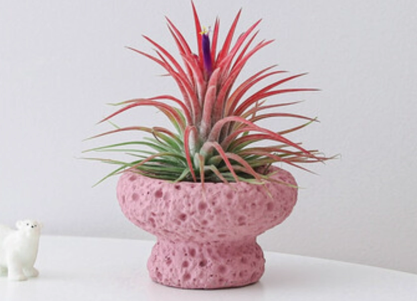 鳳梨花室內照顧