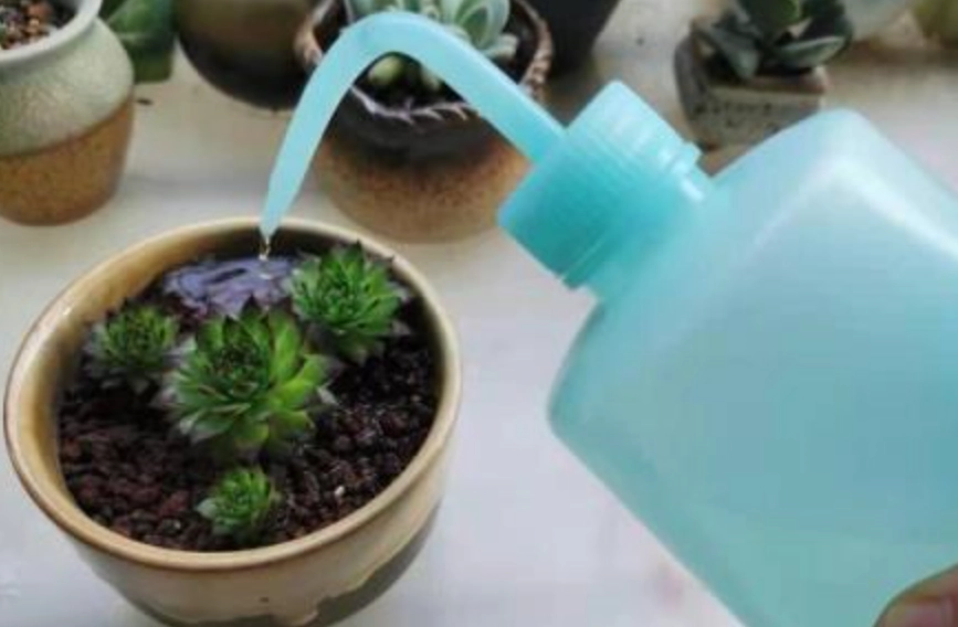 多肉植物澆水頻率
