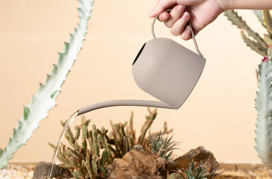 多肉植物夏天澆水