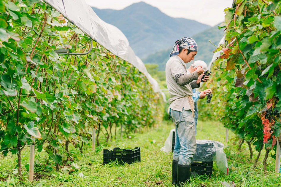 葡萄種植方法 葡萄種植方法