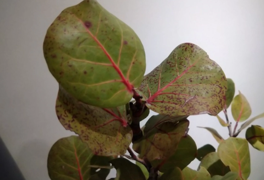 海葡萄枯萎病 海葡萄枯萎病