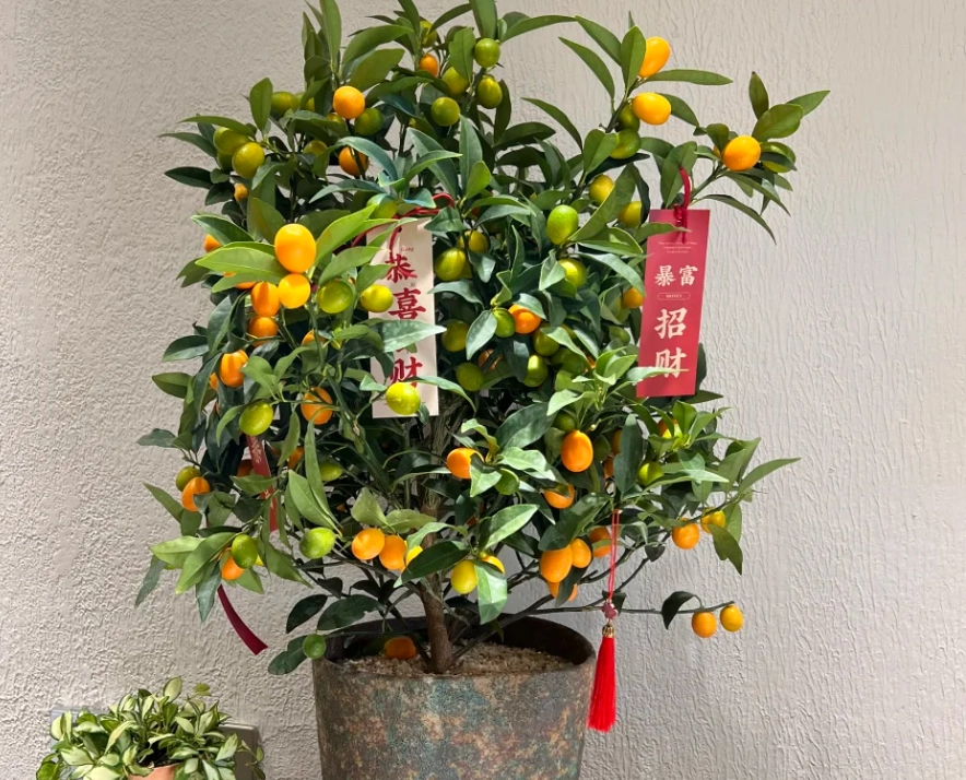 盆栽橘子樹種植 盆栽橘子樹種植