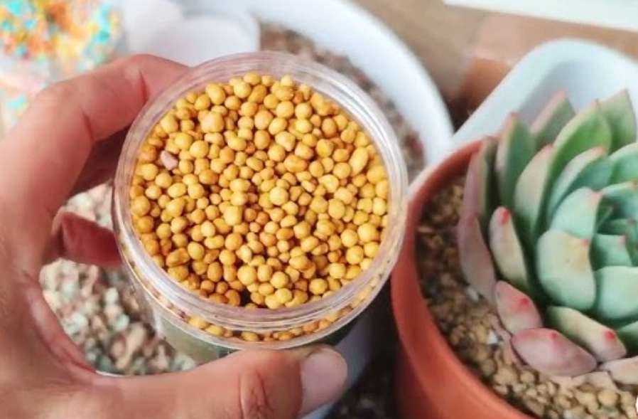 多肉植物施肥時間