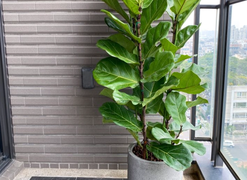 大型室內植物推薦