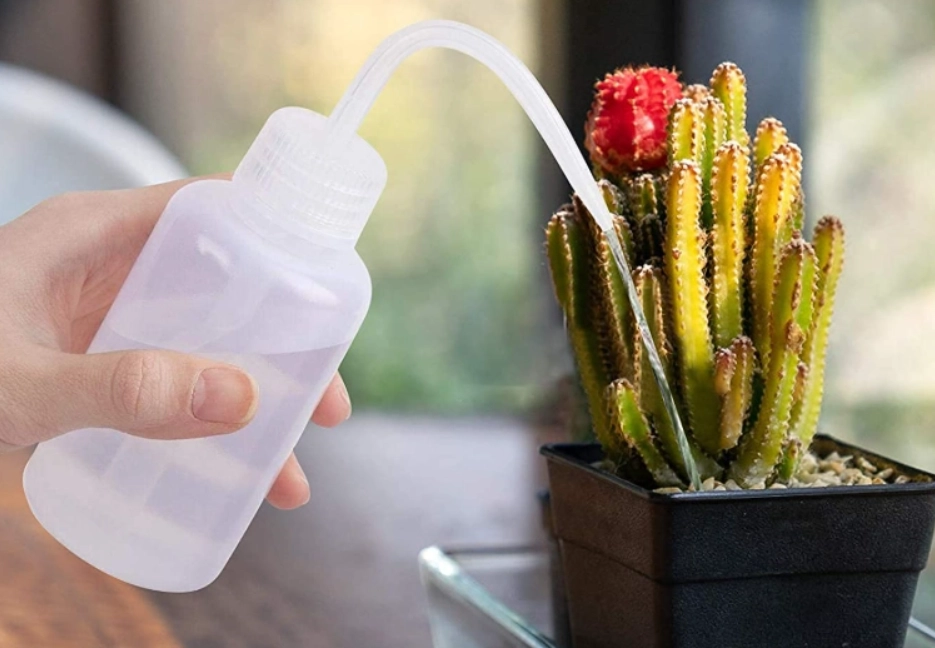 多肉植物澆水頻率