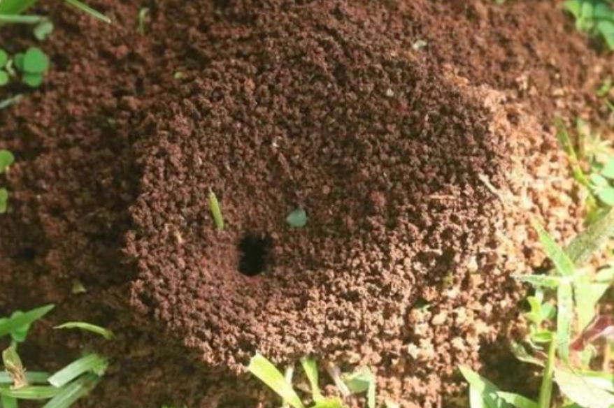 螞蟻窩夢境解析