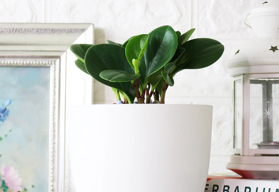 金錢樹圓葉病蟲害 金錢樹圓葉病蟲害