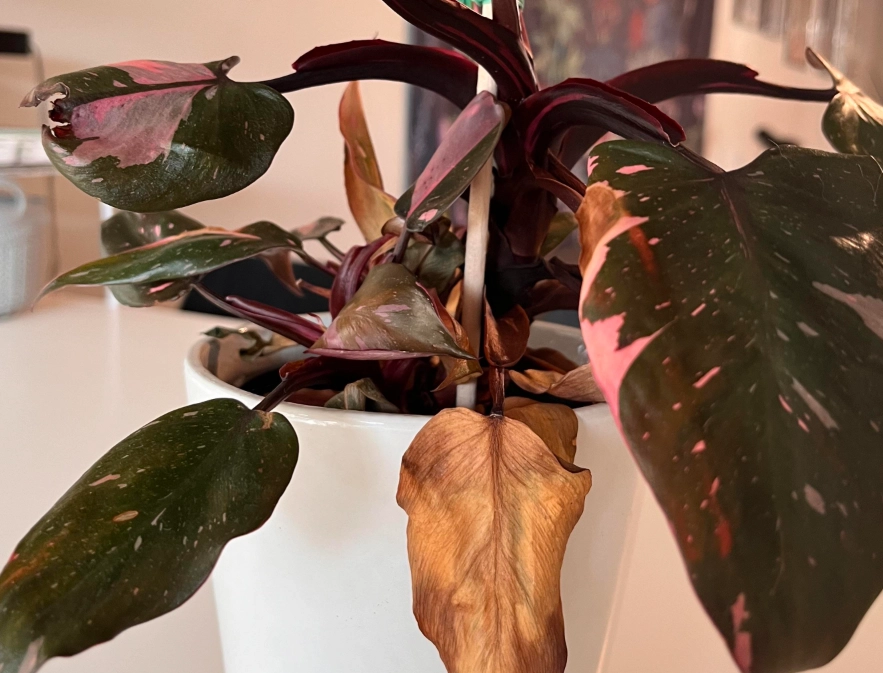 植物救援方法 植物救援方法