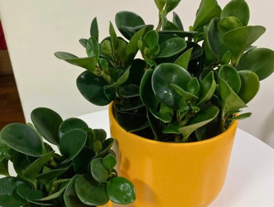 圓葉金錢樹種類 圓葉金錢樹種類