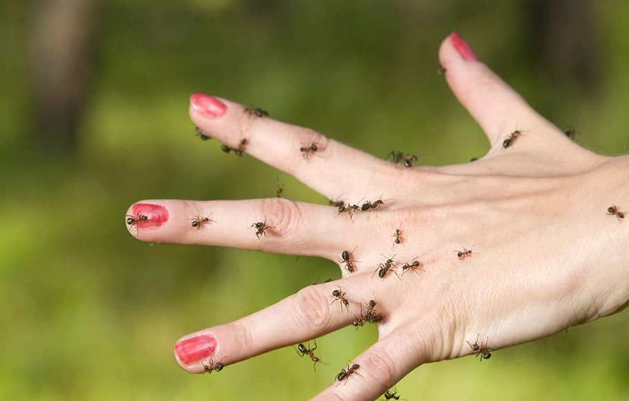 螞蟻夢境解析 螞蟻夢境解析