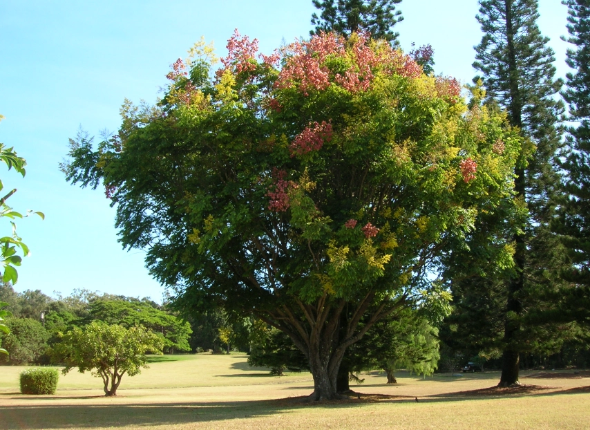 耐陰喬木種類 耐陰喬木種類