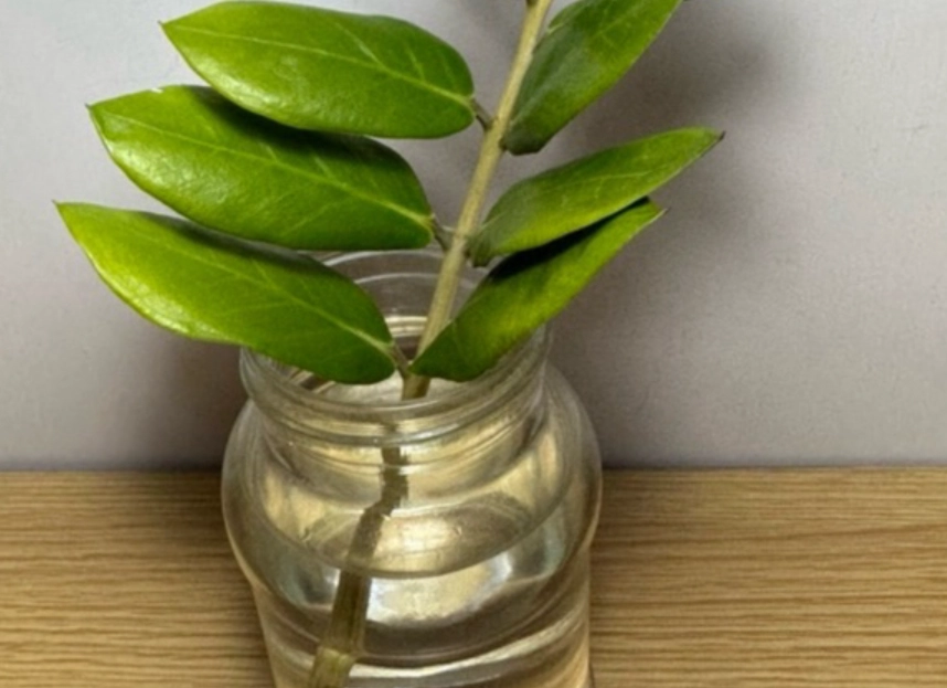 金錢樹養護技巧 金錢樹養護技巧