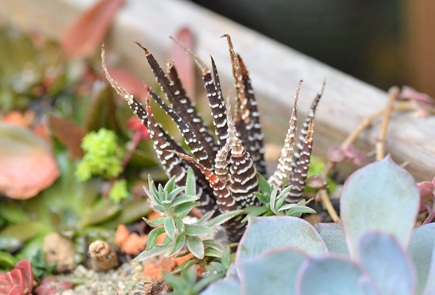 多肉植物養護方法