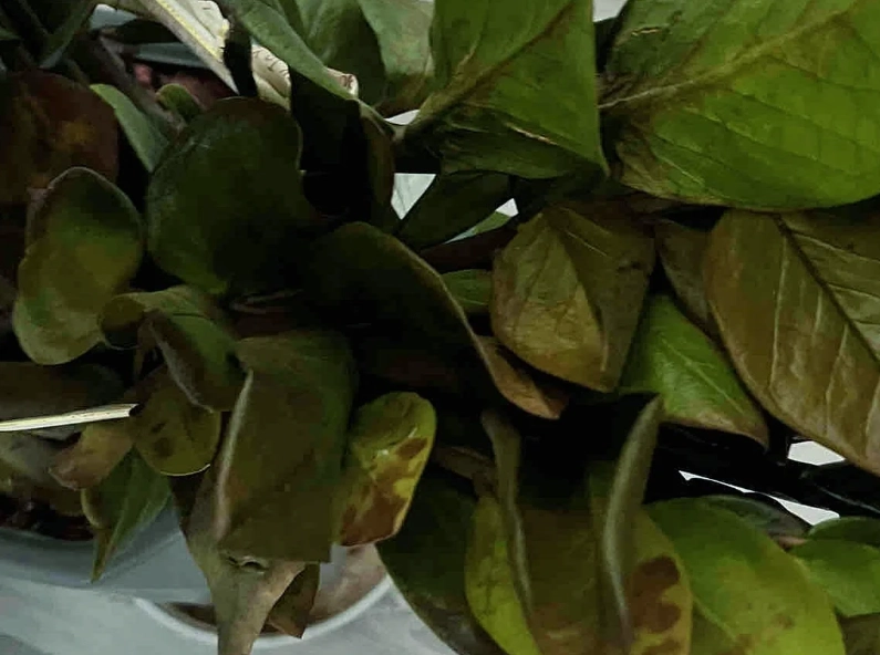 金錢樹養護 金錢樹養護