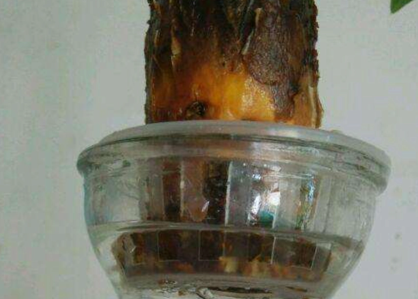 水耕发财树烂根处理 水耕发财树烂根处理