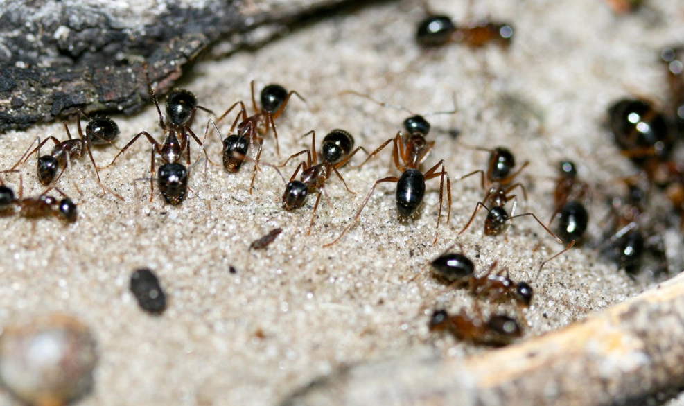 螞蟻夢境解析 螞蟻夢境解析