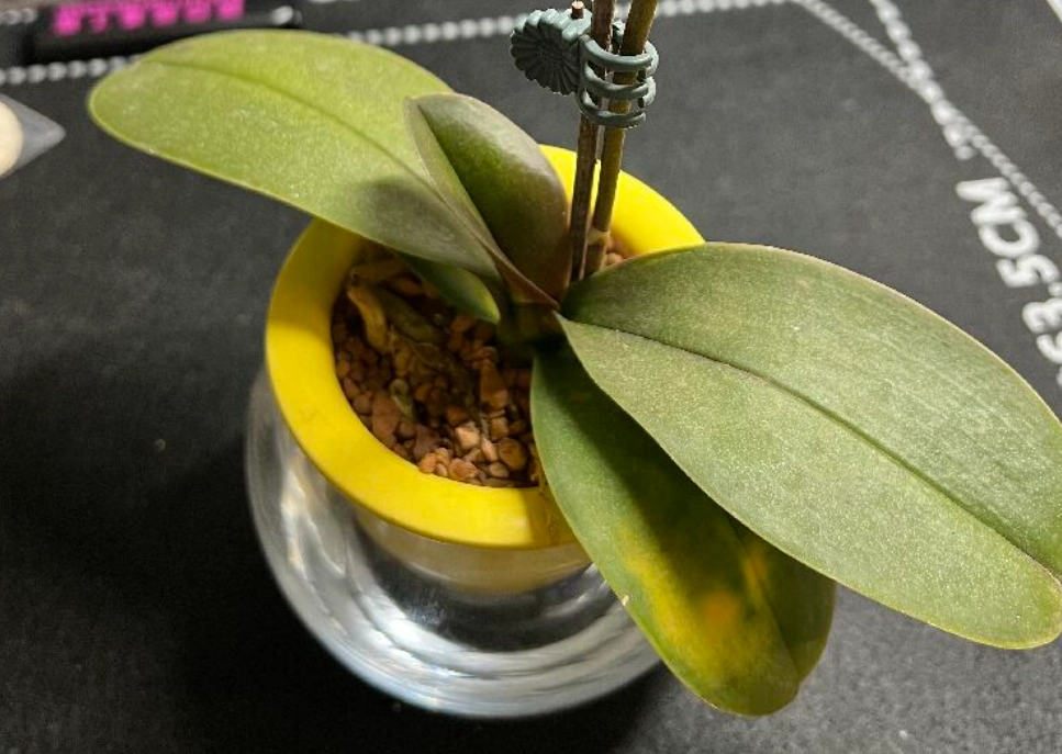 蝴蝶蘭 水培 方法 蝴蝶蘭 水培 方法