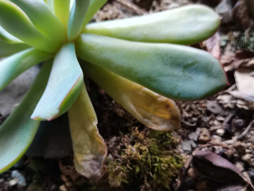 多肉植物葉子爛掉 多肉植物葉子爛掉