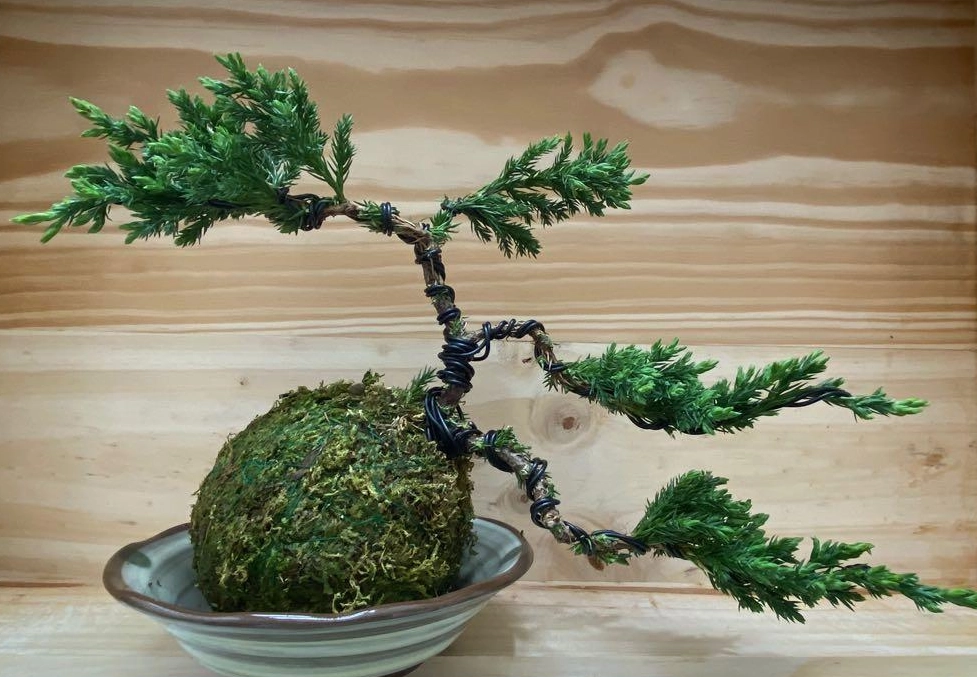 珍珠柏養護要點