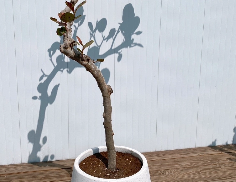 海葡萄枯萎病 海葡萄枯萎病