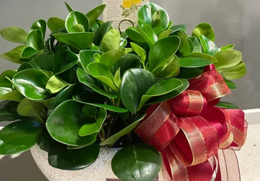 金錢樹圓葉養護 金錢樹圓葉養護