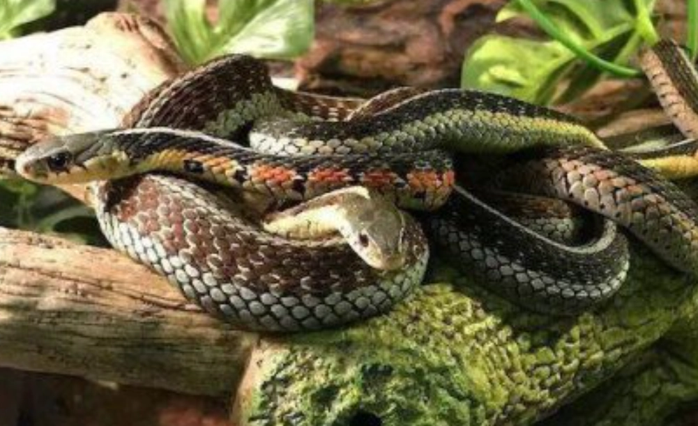 夢到蛇在地上爬 夢到蛇在地上爬