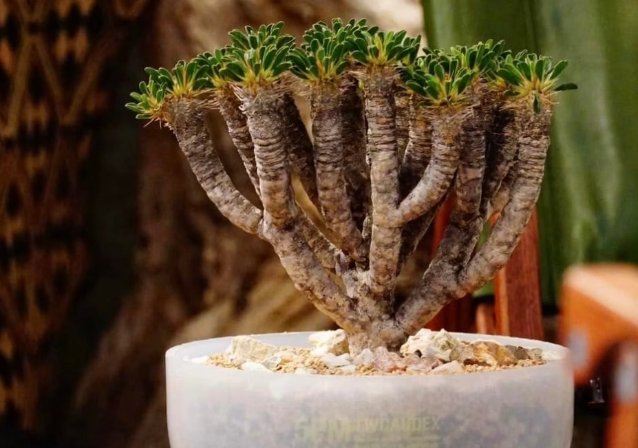 鬼棲閣養護技巧