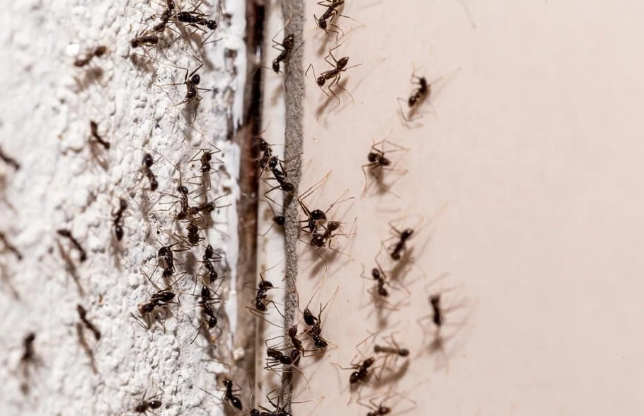 螞蟻夢境 意義 螞蟻夢境 意義