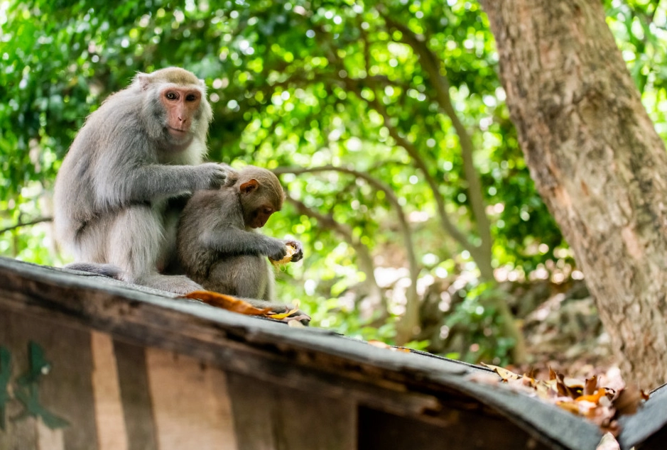 夢見猴子解夢 夢見猴子解夢