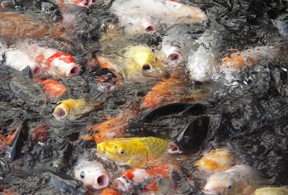 魚池很多魚 夢境意義