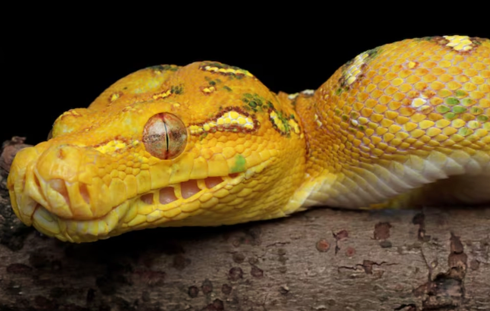 黃色蛇夢境心理學