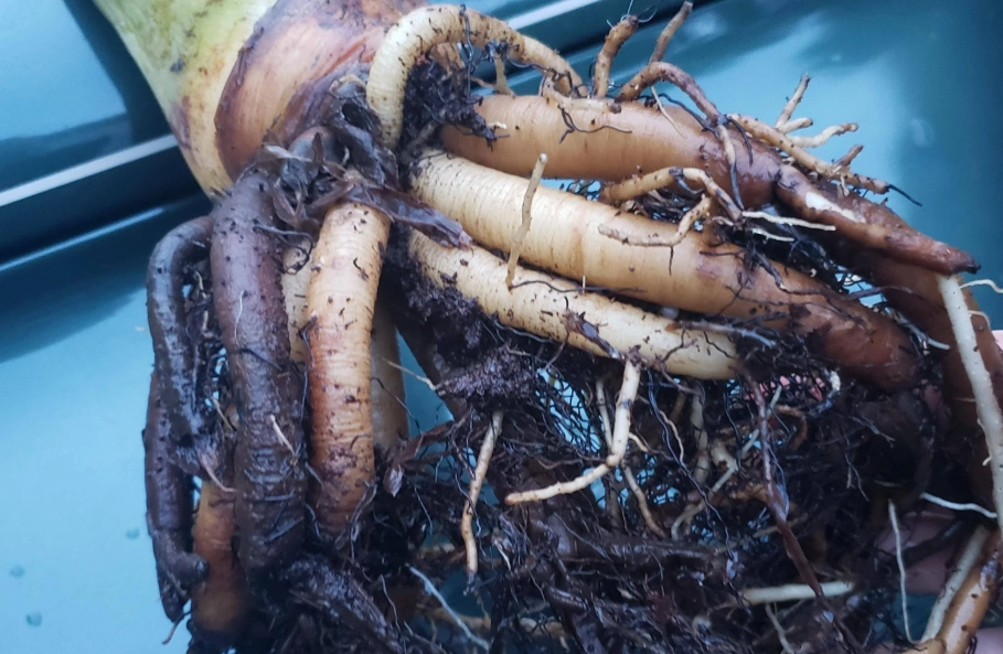 天堂鳥爛根治療