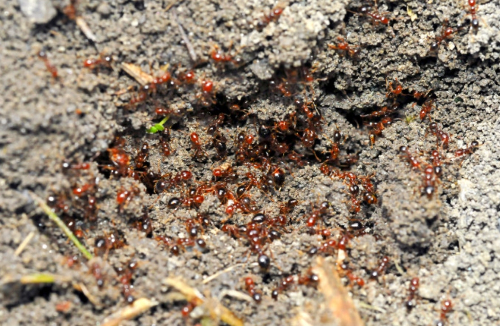 螞蟻窩夢境解析